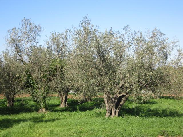 Piante di olivi